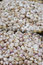 Free Baskets With Garlic Royalty Free Stock Images - 5565719