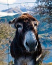Free Free Me Donkey Stock Photography - 5571042