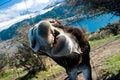 Free Free Me Donkey Royalty Free Stock Photos - 5571078