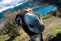 Free Free Me Donkey Stock Photo - 5571080