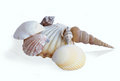 Free Shell Stock Photography - 5572532