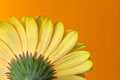 Free Yellow-orange Gerbera Back On Orange Background Royalty Free Stock Photography - 5573577