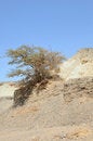 Free View Arabian Desert, Royalty Free Stock Photo - 5575275