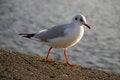 Free Seagull Stock Photos - 5575513