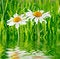 Free Two Daisies On Green Grass Royalty Free Stock Image - 5573326