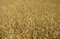 Free Wheat Field Ready For Harvest Royalty Free Stock Image - 5573506