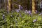 Free Bluebells In Sunny Meadow Stock Photo - 5574860
