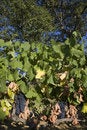 Free Provence Royalty Free Stock Photo - 5586265