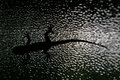 Free Gecko Silhouette Royalty Free Stock Photo - 5588635
