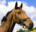 Free Horse Head In A Cloudy Sky Stock Photos - 5590983