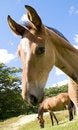 Free A Curious Foal Is Looking In To The Camera Stock Images - 5591104