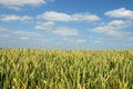 Free Close Up Of Golden Corn In A Field Royalty Free Stock Photography - 5591867