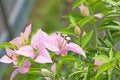Free Pink Flower Stock Photography - 5592072