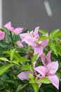Free Pink Flower Stock Image - 5592081