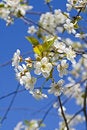 Free Cherry Tree Stock Image - 5592791