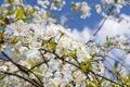 Free Cherry Tree Stock Image - 5592801