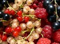 Free Colorful Fruits Stock Image - 5595611