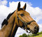 Free Horse Head In A Cloudy Sky Stock Photos - 5590983