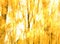 Free Blurry Tree Royalty Free Stock Photography - 5591417