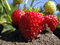 Free Fresh And Mellowed Strawberries Royalty Free Stock Images - 5594269