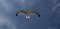 Free Seagull Flying, Against The Sun Royalty Free Stock Images - 5594289