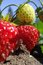 Free Fresh Strawberries Royalty Free Stock Image - 5594296
