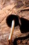 Free Mushroom Stock Image - 5595401