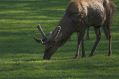 Free Deer Stock Image - 560611
