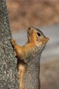 Free Squirrel Royalty Free Stock Photo - 561595