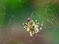 Free Spider And A Victim. Stock Photos - 562943