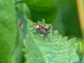 Free Spider With A Cocoon. Stock Photos - 563373