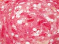 Free Salami Texture Stock Photo - 564860