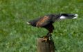Free Hawk Royalty Free Stock Photos - 564948