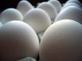 Free Egg Range Royalty Free Stock Photos - 567118