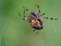 Free Паук семейства  Argiopidae. Stock Photo - 567920