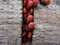 Free Red Bugs Stock Photography - 569762