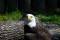 Free Bald Eagle Stock Image - 561821