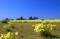 Free Springtime Coastal Meadow Stock Photography - 564852