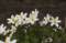 Free European Thimbleweed Stock Photo - 566700