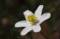 Free European Thimbleweed Stock Photography - 566702