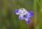 Free Violet (viola) Stock Photos - 566703