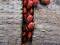 Free Red Bugs Stock Photography - 569762
