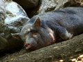 Free Pig In Relax Stock Photo - 5600460