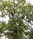 Free Weird Branching Tree Royalty Free Stock Photography - 5603297
