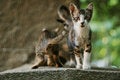 Free Mammal On The Roof Stock Photo - 5606510