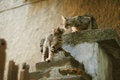 Free Mammal On The Roof Royalty Free Stock Images - 5606569