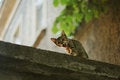Free Mammal On The Roof Royalty Free Stock Photos - 5606688