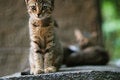 Free Mammal On The Roof Stock Photography - 5606722