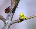 Free Close-up Of Two Matings Ladybugs Stock Photography - 5606782