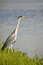Free Grey Heron Stock Photography - 5600092